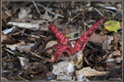 Inktviszwam - Clathrus archeri