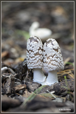 Spechtinktzwam - Coprinopsis picacea 