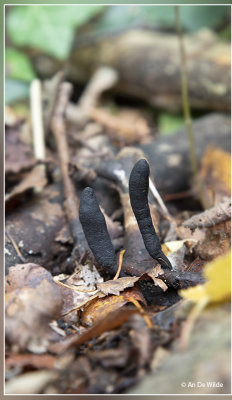 _MG_9281.jpg Esdoornhoutknotszwam - Xylaria longipes