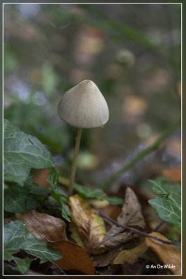 _MG_9292.jpg Langsteelfranjehoed - Psathyrella conopilus 