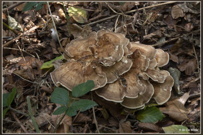 _MG_9296.jpg Reuzenzwam - Meripilus giganteus