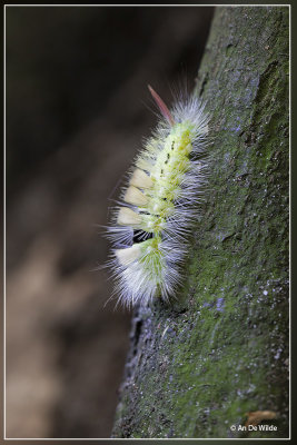 _MG_9316.jpg Meriansborstel - Calliteara pudibunda