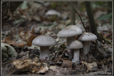 _MG_9441.jpg Nevelzwam - Clitocybe nebularis 