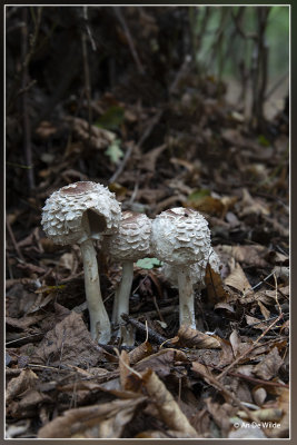 _MG_9453.jpg Gewone knolparasolzwam - Chlorophyllum rhacodes