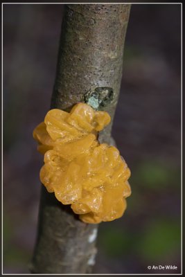 Gele trilzwam - Tremella mesenterica 