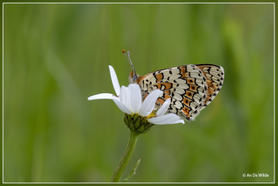  Veldparelmoervlinder Melitaea cinxia 