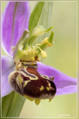 Genus Ophrys