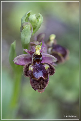 Orchids Andalusi krokus 2022