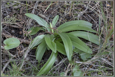 Flora Andalusi krokus 2022