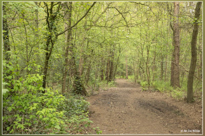Lichtaart - Pastoorsbos