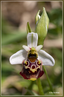 Hommelorchis - Ophrys fuciflora