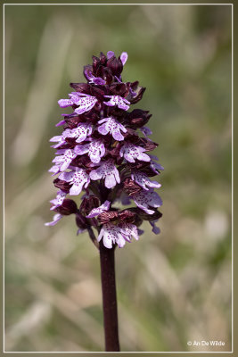 Purperorchis - Orchis purpurea