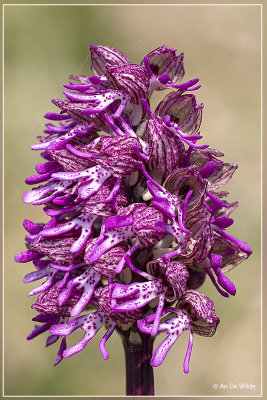 Orchis angusticruris