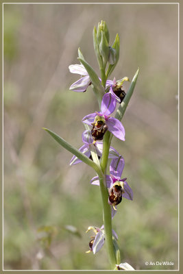 Ophrys x albertiana 