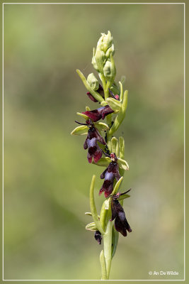 Ophrys insectifera - Vliegenorchis