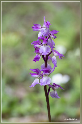 Mannetjesorchis - Orchis mascula