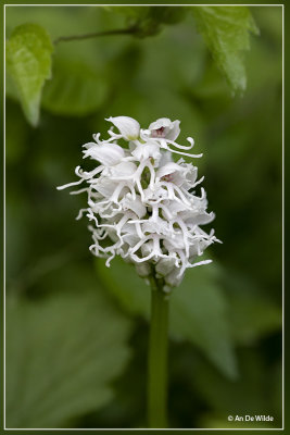 Aapjesorchis - Orchis simia varr Alba