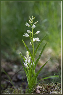 Wit bosvogeltje - Cephalanthera longifolia