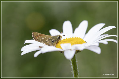 _MG_5809kopie.jpg