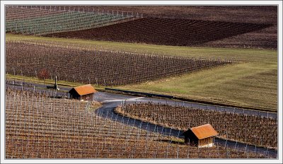 Bare Vineyards 