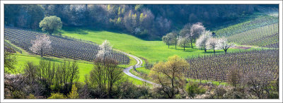 Vineyards in Spring 