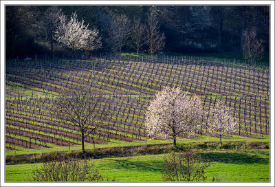 Vineyards In Spring 