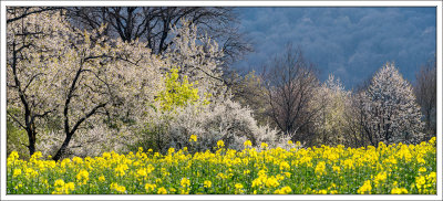 An Abundance Of Spring