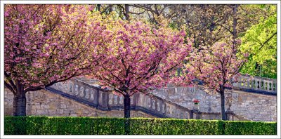 Spring in Residenz Garden in Wrzburg 