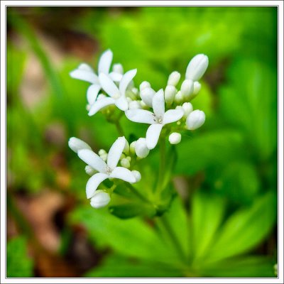 Sweet Woodruff 