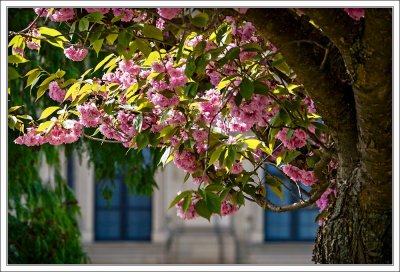 Cherry Blossoms In Residenz Gardens 