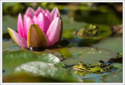 Frog and Waterlily 