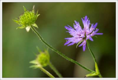 Small Purple Flower 
