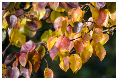 Autumn Leaves