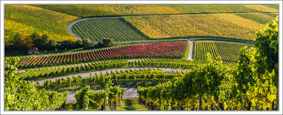 Franconian Vineyards In Autumn