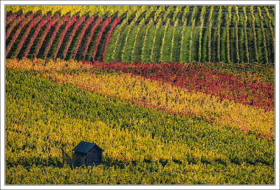 Colored Vineyards 