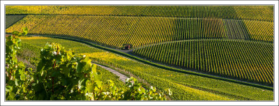 Franconian Vineyards ...