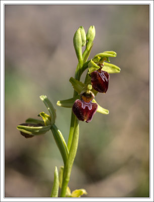 Early Spider-Orchid - Spinnenragwurz