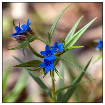 Blauroter Steinsame - Lithospermum pupureo-coeruleum - purple gromwell