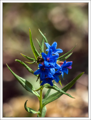 Blauroter Steinsame - Lithospermum pupureo-coeruleum - purple gromwell