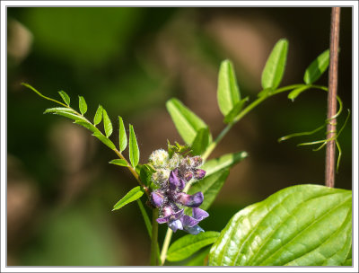 Hedge Vetch - Vicia sepium - Zaunwicke