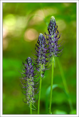 Black Rampion - phyteuma nigrum - Schwarze Teufelskralle