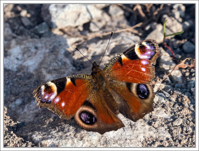 Peacock Butterfly - Tagpfauenauge 