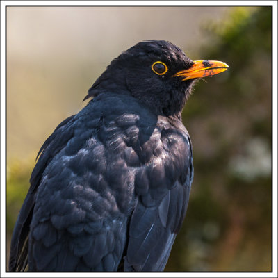 Blackbird - Amsel 