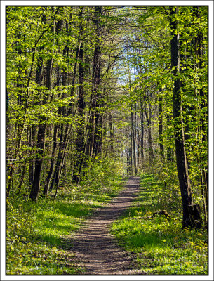 Spring in the Forest ...