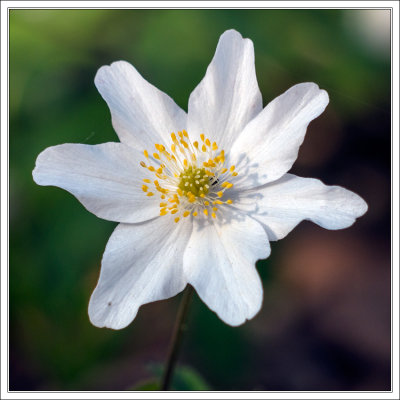 Wood Anemone 