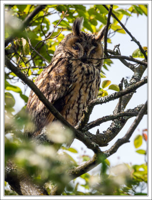Waldohreule - Lond-Eared Owl