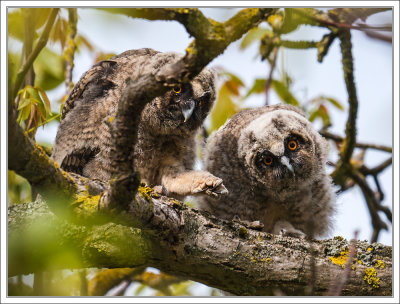 Young Long-Eared Owls