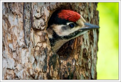 Young Woodpecker 