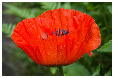 A Poppy in Our Garden...