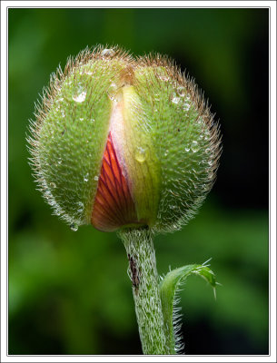 Poppy Bud 